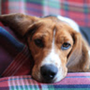 Meet your Posher, Denis